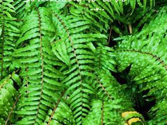 -三亚南山文化旅游区