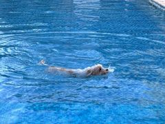 -汪说喵讲宠物乐园宠物酒店(红星美凯龙店)