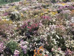 -兴芮温泉度假区