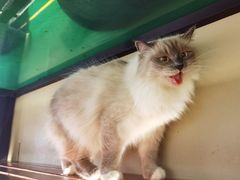 -猫咪博物馆(顶澳仔猫街店)