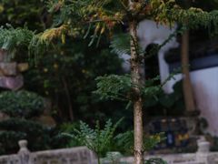 -深圳国际园林花卉博览园