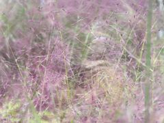 -三圣花乡旅游区