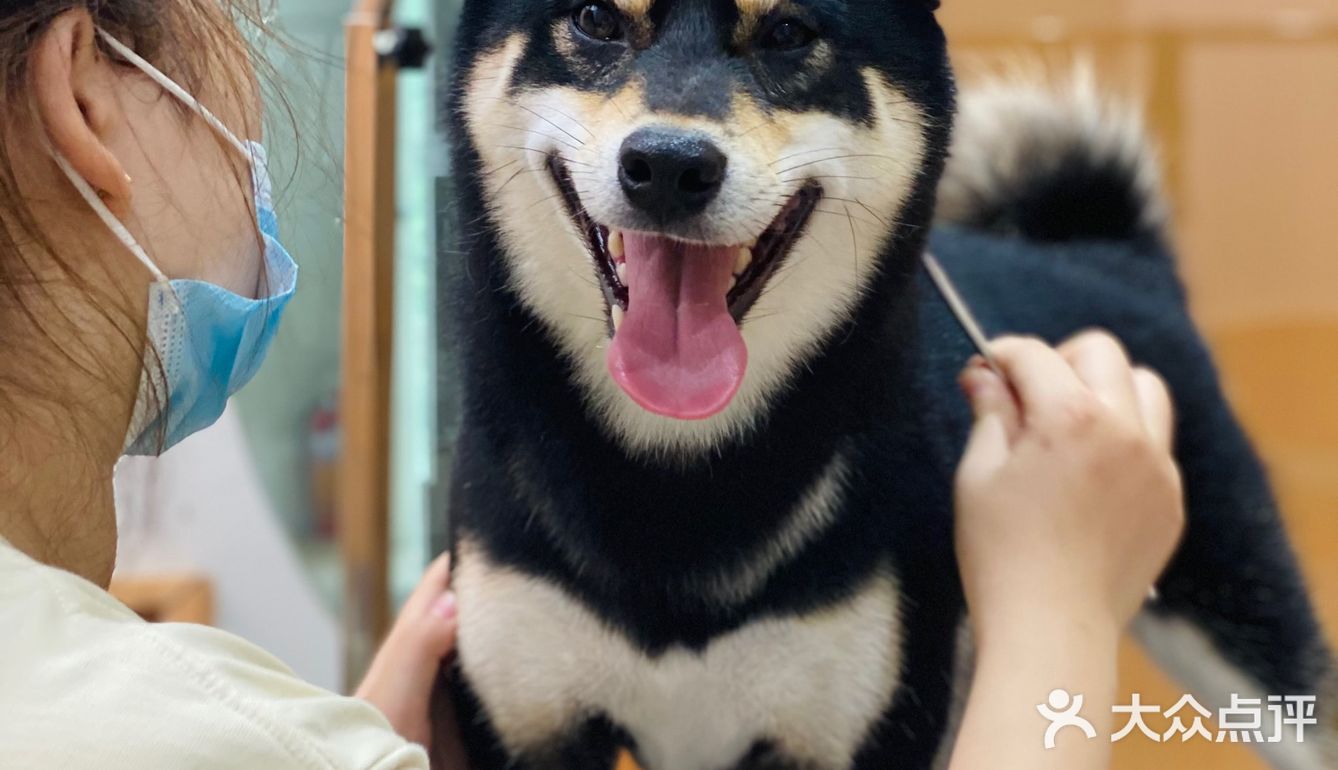 今天你的毛孩子蒸桑拿了吗🧖‍♀️
