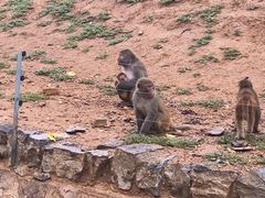 -石家庄市动物园