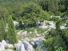 -原山国家森林公园