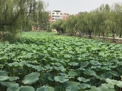 荷塘-大连外国语大学(旅顺校区)