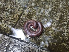 -江西阳明山国家森林公园