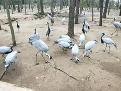 -鄱阳湖国家湿地公园