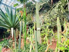-呀路古热带植物园