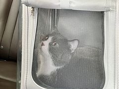 -猫宠乐园·专业洗护