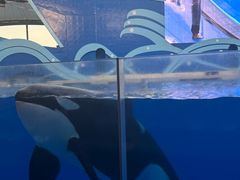 -上海海昌海洋公园