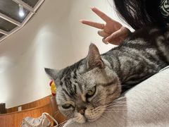 -有猫主题·治愈系猫咖(曾厝垵店)