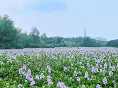 -白鹭湾湿地公园