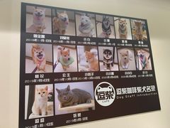 -逗柴咖啡屋·狗咖猫咖宠物桌游