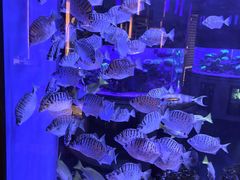 -上和臻品中国菜(花园街店)