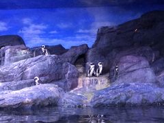 -暹罗海洋世界