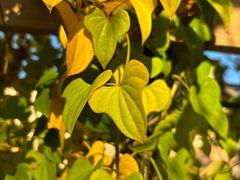 -天津东丽湖风景区