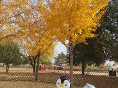 -北京西山国家森林公园