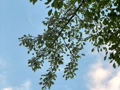 -梧桐山风景名胜区