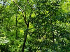 -青龙山国家森林公园