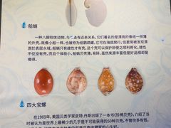 -贝壳梦幻世界