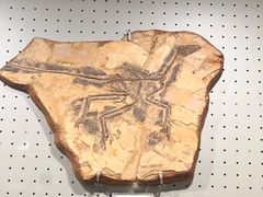 -辽宁古生物博物馆