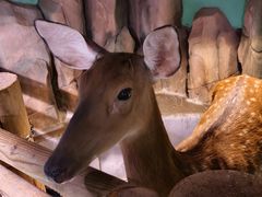 -正佳雨林生态植物园
