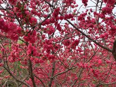 -桃花堤公园