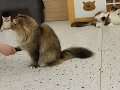 -猫域·湾主题猫咖·宠物吧(南坪城市广场店)