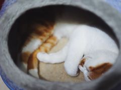 -猫亿天猫咖
