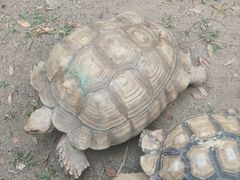 -清迈夜间动物园