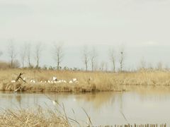 -盐城丹顶鹤湿地生态旅游区