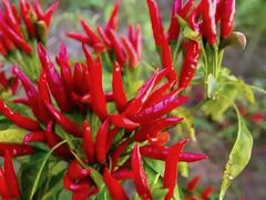 -郴州特产舜华临武鸭(郴州西站店)