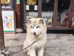 -鲁镇