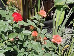 -云里小坐·小院里·团建·宴请·下午茶(三圣乡店)