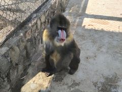 -昆明动物园