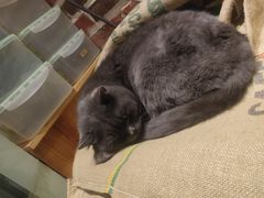 -初见咖啡(青大路店)