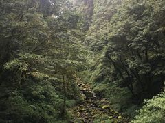 -阿里山神木遗迹