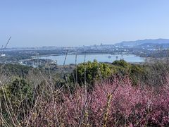 -香雪海