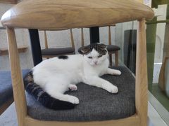 -喵园·猫主题咖啡厅·撸猫·猫咖(国贸店)