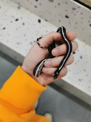 -Moni星球萌宠·小马宝莉·灵蛇·高端高阶全萌宠互动体验俱乐部(红豆国际广场店)