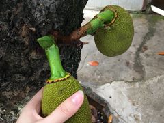 -碧江金楼
