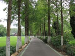 -合肥滨湖国家森林公园