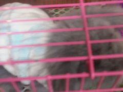 -志龙皇冠吃货椰子铺