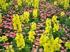 -松山湖梦幻百花洲