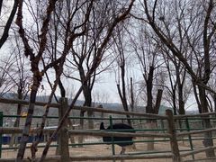-青藏高原野生动物园