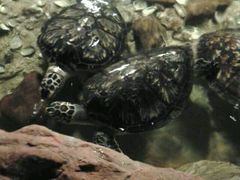 android_upload_pic-洛阳龙门海洋馆