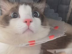-中农大我爱我爱动物医院·核磁CT·猫病·24小时夜诊中心(石佛营店)