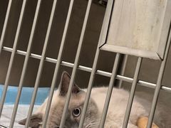 -艾吉宠物医院·疑难杂症转诊中心·猫友好(碧江路院)
