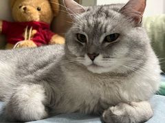 -美联众合动物医院(·中兽医·疑难杂症·严家桥分院)